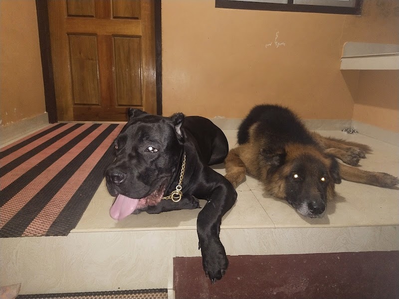 KR-9 Dog Training & Boarding Academy — Photo 4