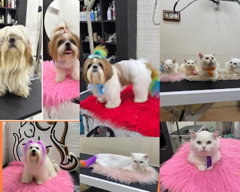 Kross Paaws - Pet Grooming Salon & Pet Care