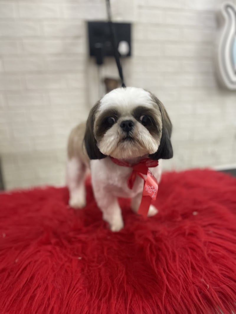 Kross Paaws - Pet Grooming Salon & Pet Care — Photo 3