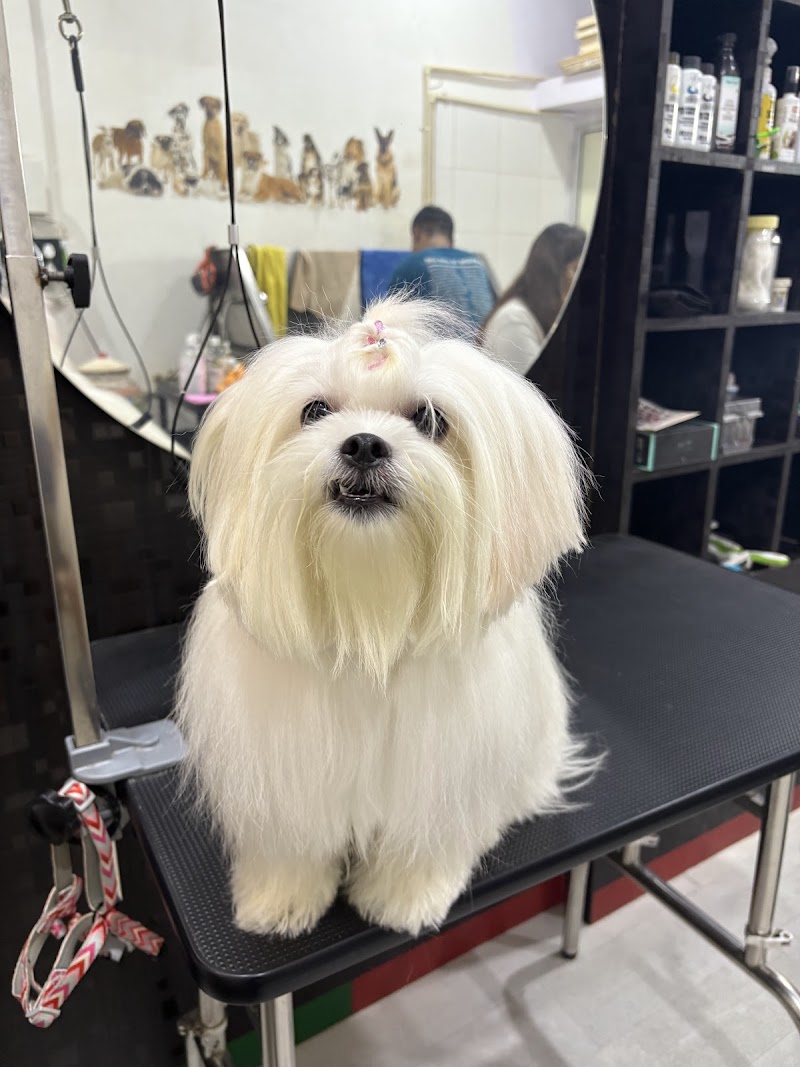 Kross Paaws - Pet Grooming Salon & Pet Care — Photo 4