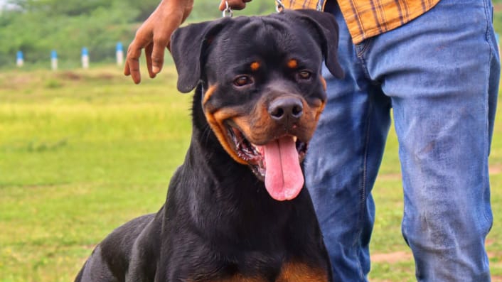KSS kennel madurai , Rottweiler stud service available.