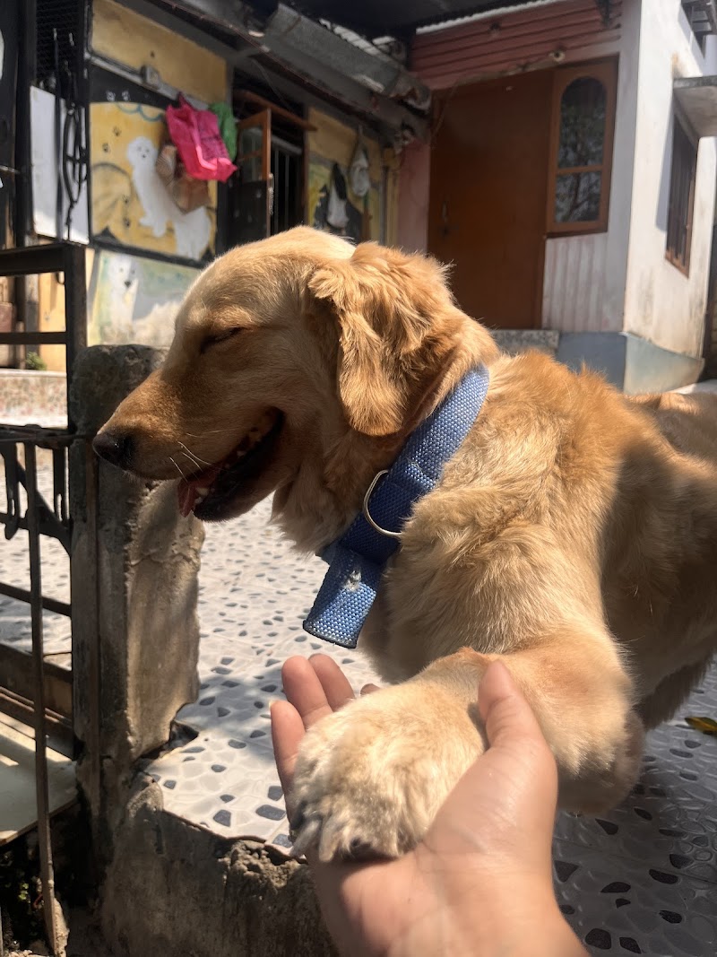 Kukus Paws & Claws — Photo 3