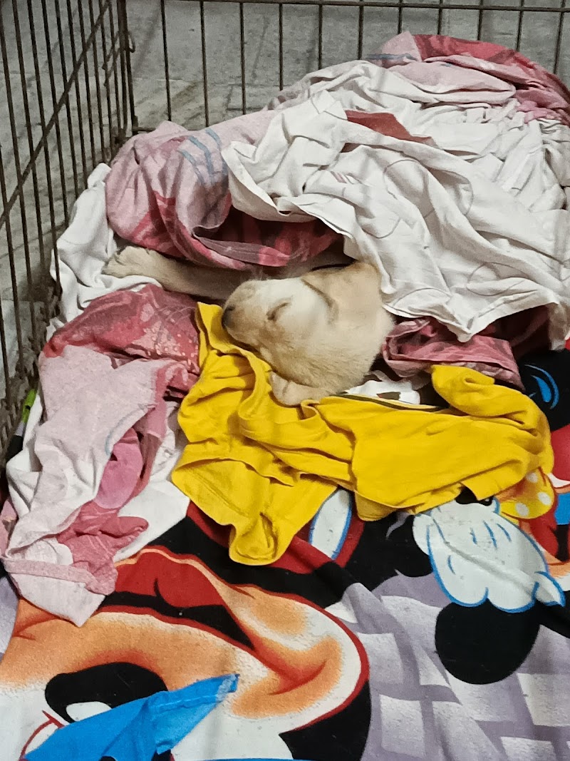 Kute Pets Chandmari — Photo 3