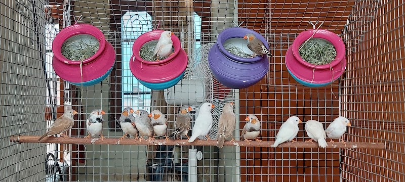 Ladda Pigeon Shop — Photo 2