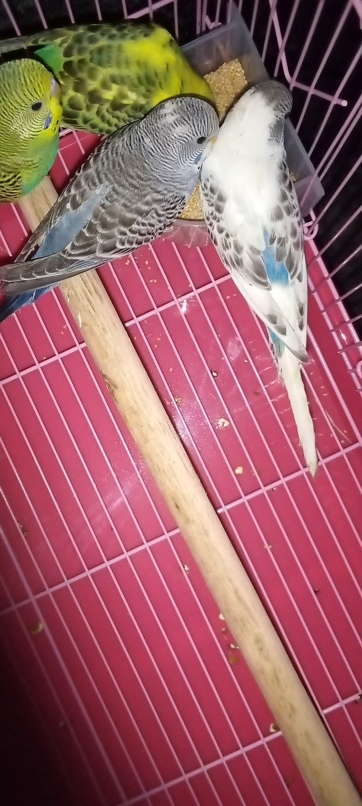 Ladda Pigeon Shop — Photo 3