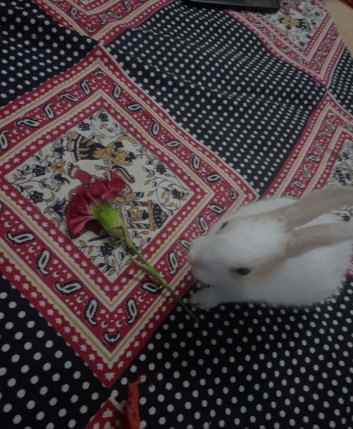 Ladda Pigeon Shop — Photo 4