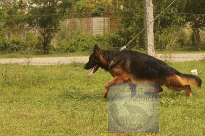 Laika kennels (RAKHI ) — Photo 2