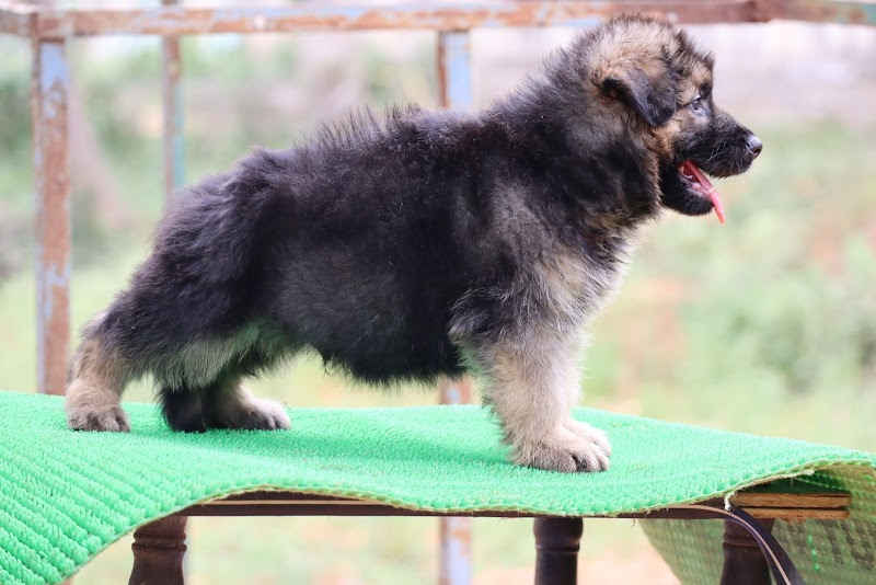 Laika kennels (RAKHI ) — Photo 3