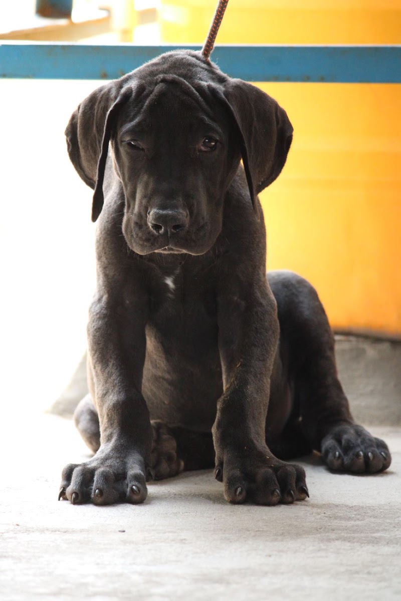 Laika kennels (RAKHI ) — Photo 4