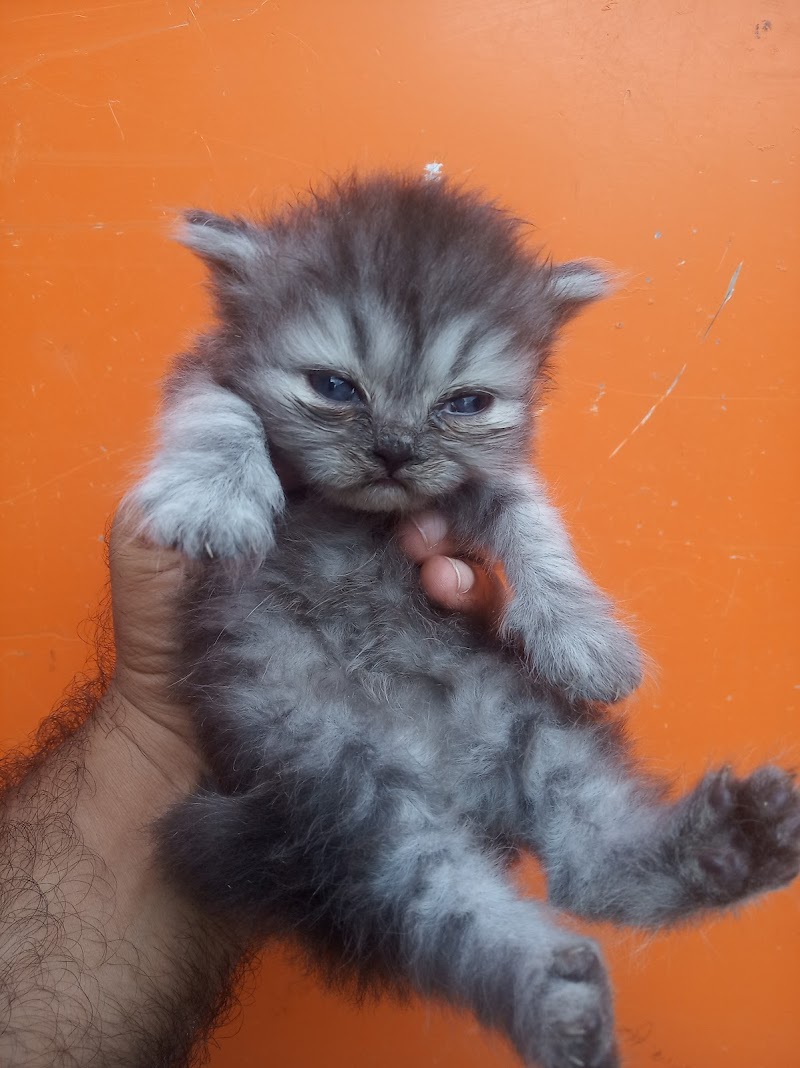 Late. Shri Dr.Bansal Pet Shop