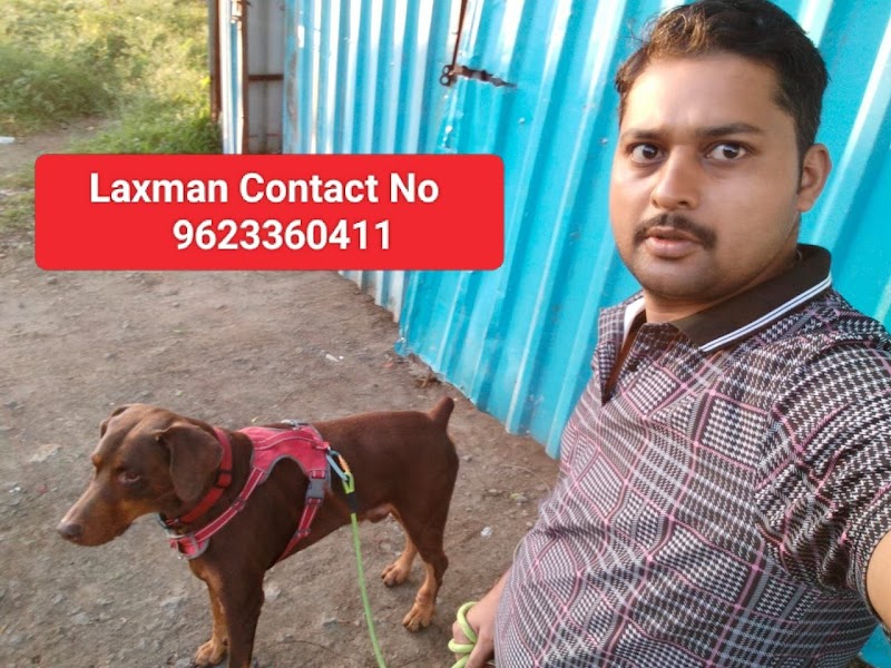 Laxman Dog's Walking Service