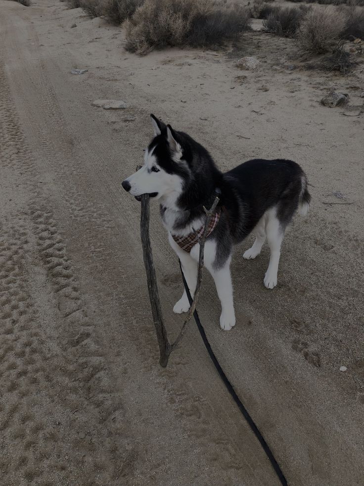 🦁 Leo pet hostel bording service