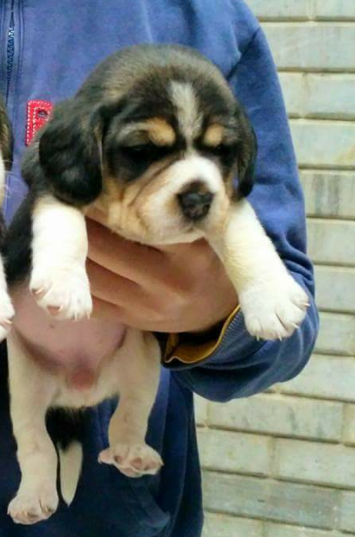 Leo The Doggie Shop — Photo 3