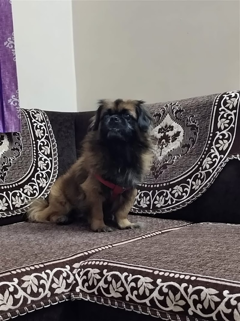 Leo's Pet Hostel & Care