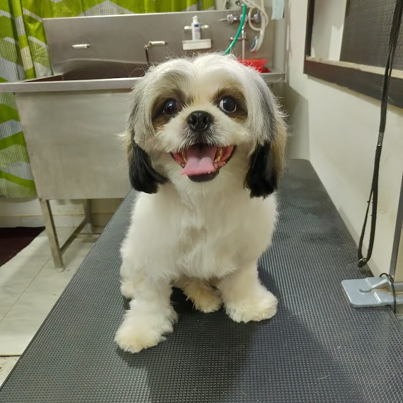 letz groom — Photo 2