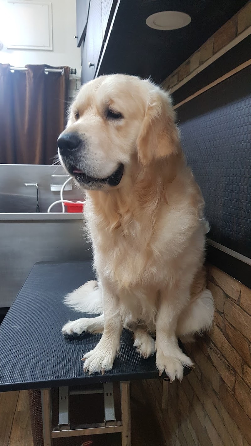 letz groom — Photo 3