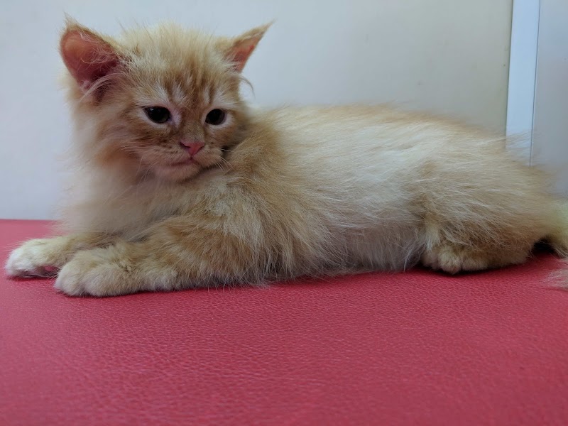 letz groom — Photo 4