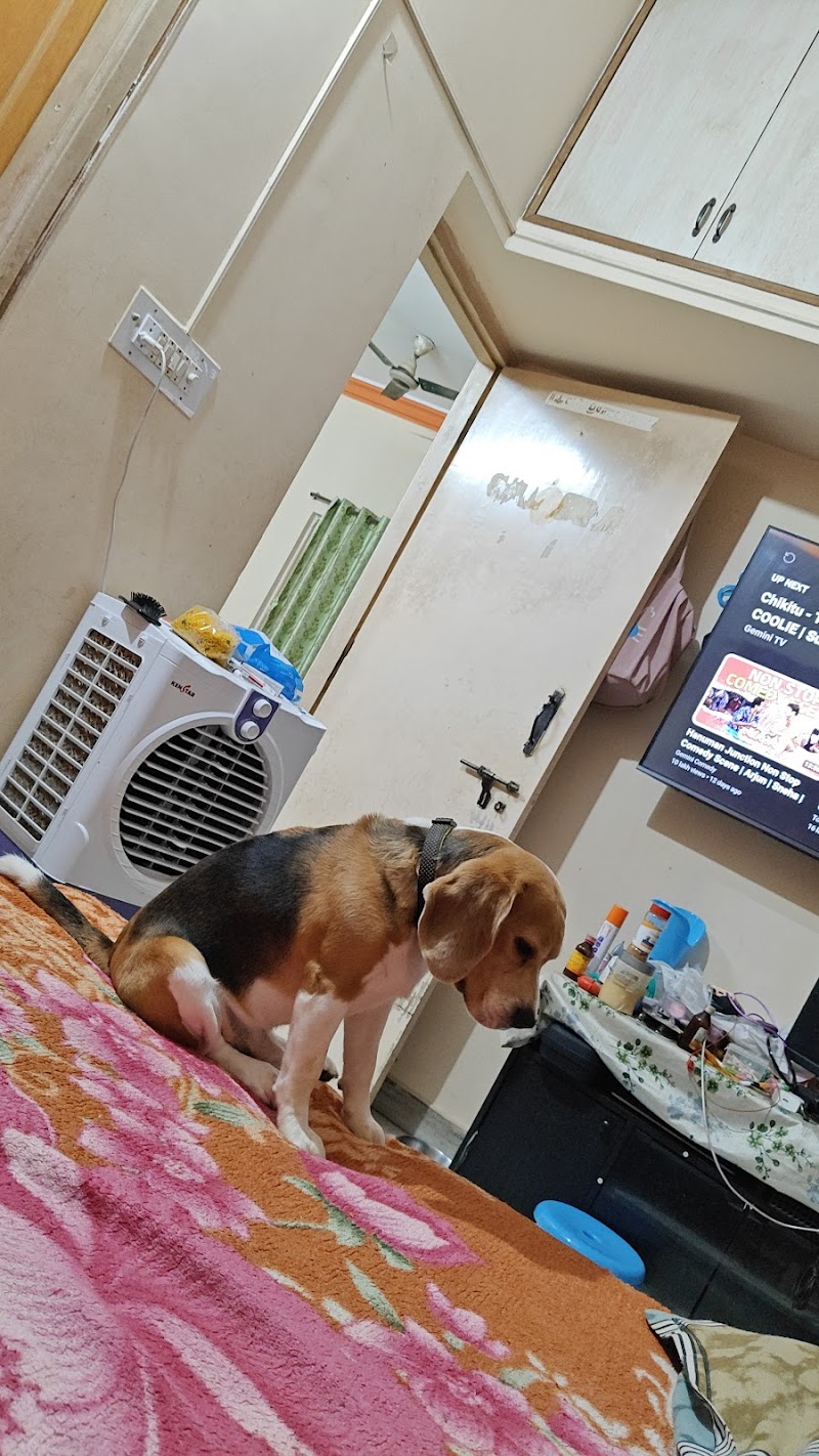 Lilly's pet boarding — Photo 3