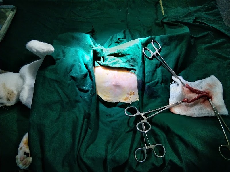 LITTLE PAWS PET CLINIC — Photo 2