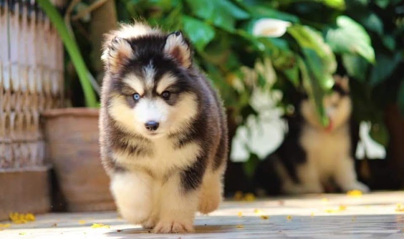 LIVE PET SHOPS — Photo 3