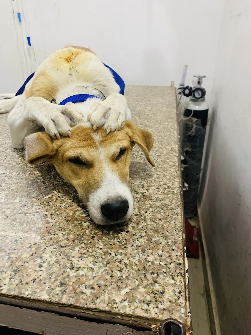 Loyal pet clinic & surgery centre