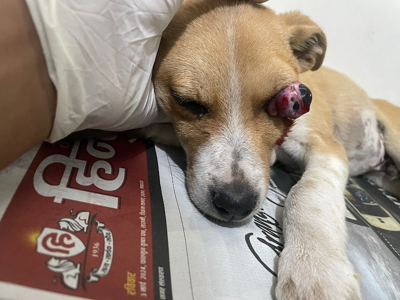 Lucknow pet care (mobile services & pet clinic ) — Photo 2