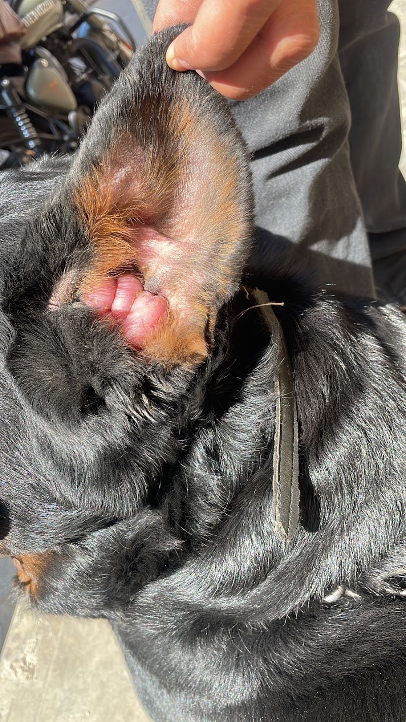 Lucknow pet care (mobile services & pet clinic ) — Photo 3