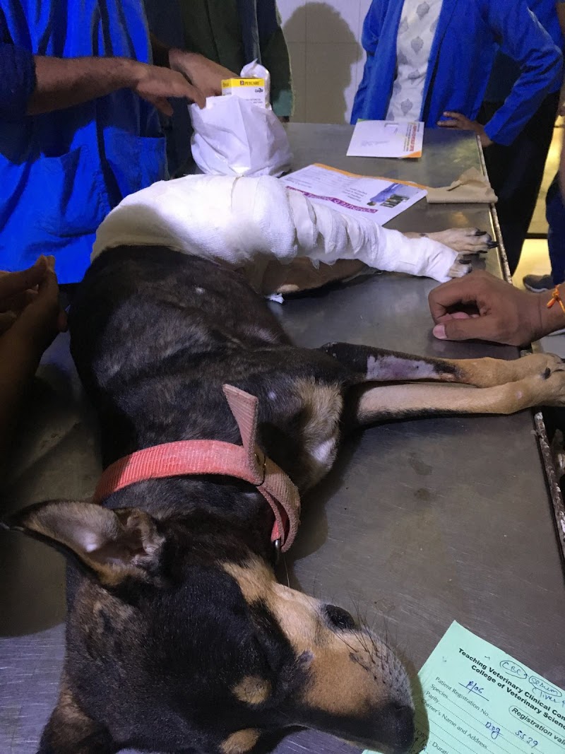 Lucknow pet care (mobile services & pet clinic ) — Photo 4