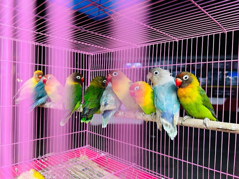 Lucky pet needs — Photo 2