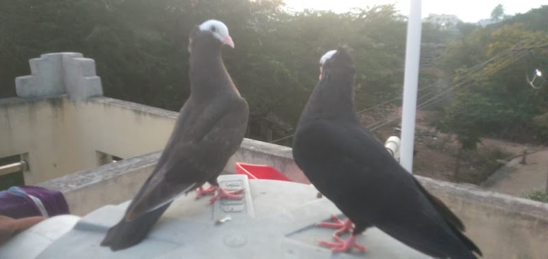 Lucky pet needs — Photo 3