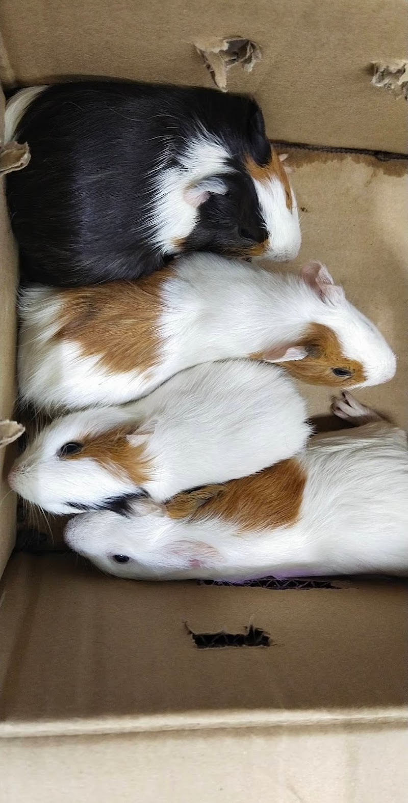 Lucky pet needs — Photo 4