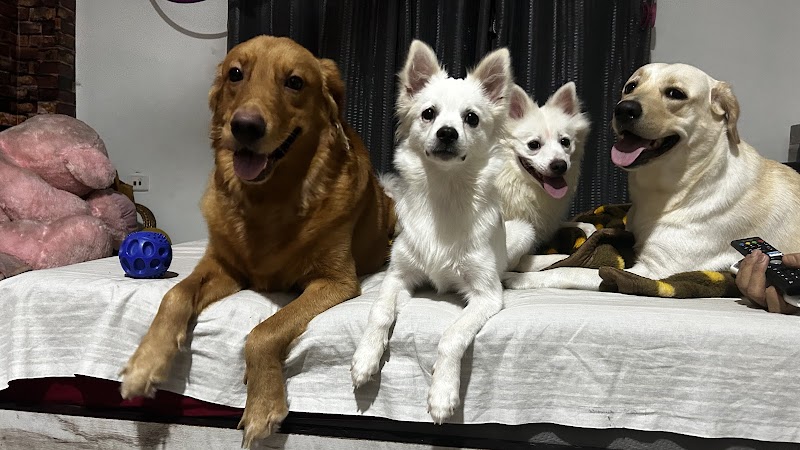 Lucky’s dog hostel