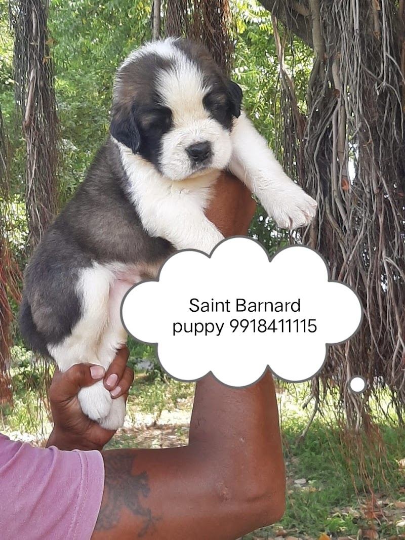 MAAHI PETS MART — Photo 4