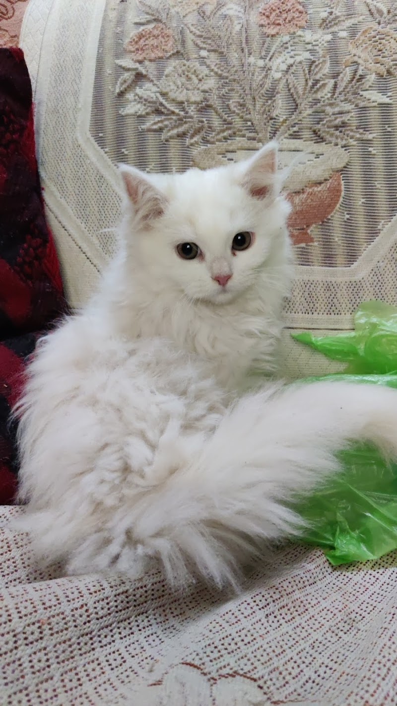 Madiman Persians & bengals