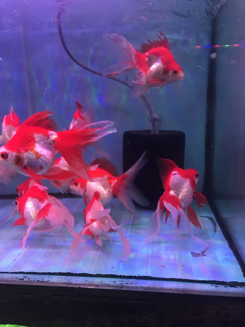 Maharashtra Aquarium — Photo 4