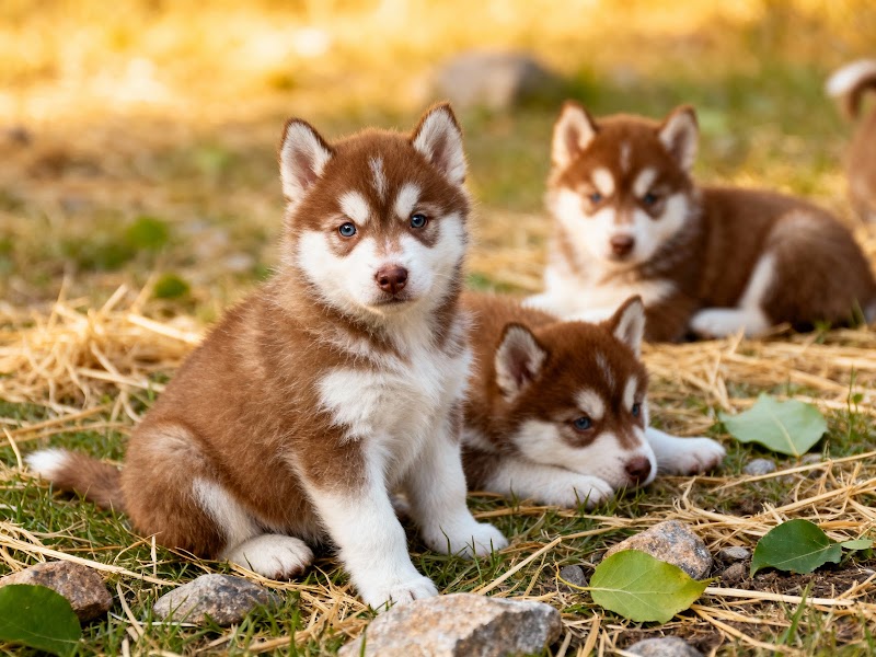 Make My Pet — Photo 2