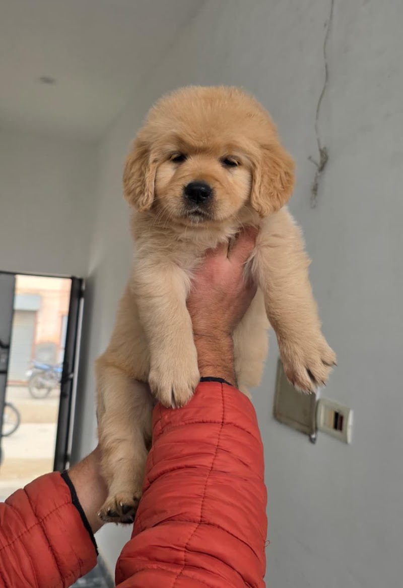 Make My Pet — Photo 3