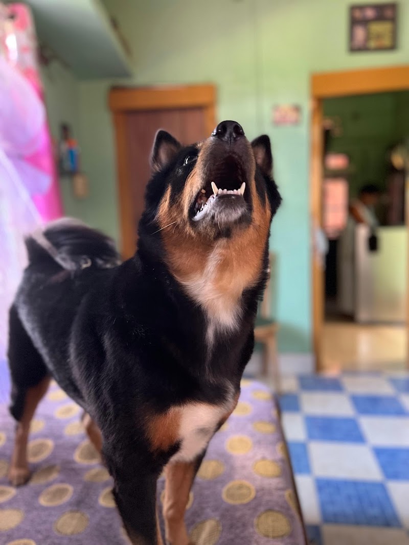 Mama's Tail House — Photo 3