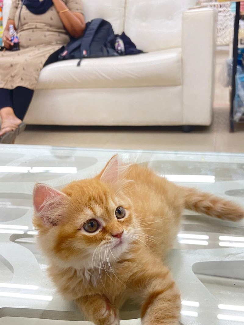 Marshalls Pet Zone and Pet Spa — Photo 3