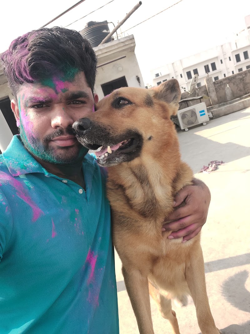 Max Dog Training and Boarding School — Photo 2