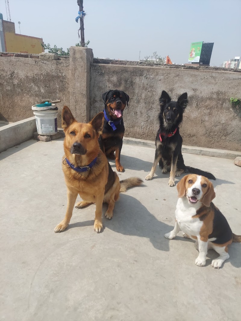 Max Dog Training and Boarding School — Photo 3