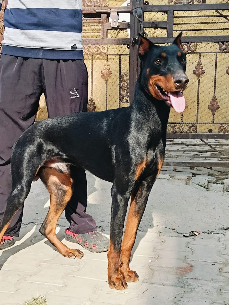 Max Dog Training and Boarding School — Photo 4