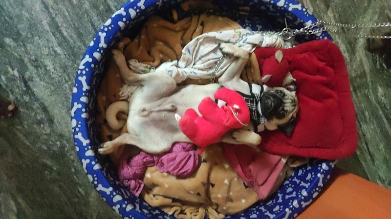 MAX PET CARE MADURAI- Dog hostel in madurai — Photo 1