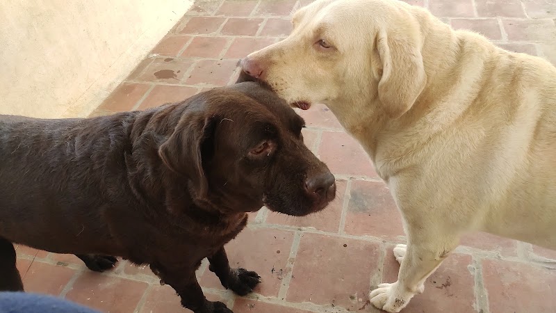 MAX PET CARE MADURAI- Dog hostel in madurai — Photo 2