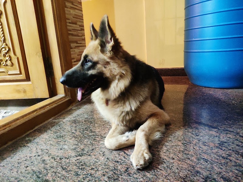 MAX PET CARE MADURAI- Dog hostel in madurai — Photo 3