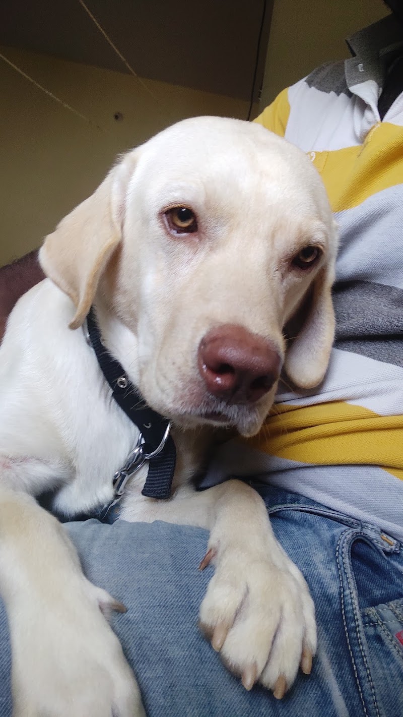 MAX PET CARE MADURAI- Dog hostel in madurai — Photo 4