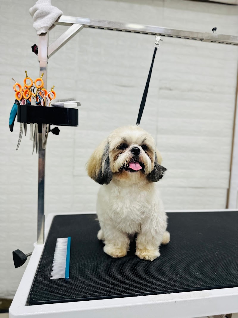 Mega Grooming Pet Spa & Pet Shop — Photo 4