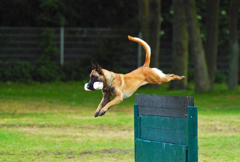 Mentor of carnivores k9 dog training centre