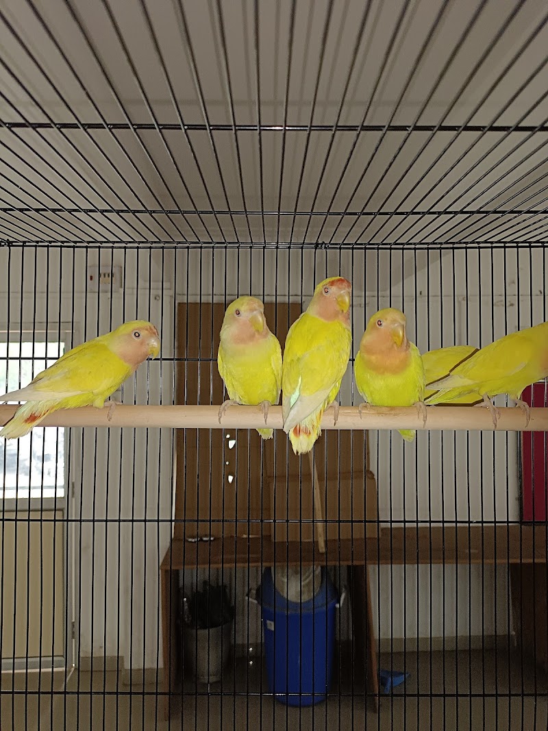 Messiy & Haan's pet shop — Photo 2