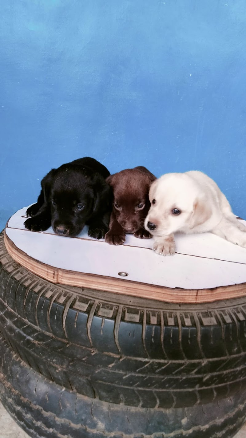 Messiy & Haan's pet shop — Photo 4